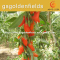 New crop 180/280/380 grains per 50 gram gojiberry in high quality